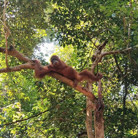 Asim Paris Guesthouse & Jungle Trekking Bukit Lawang Eksteriør billede