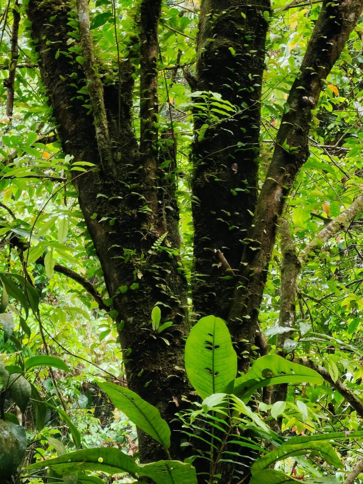 Asim Paris Guesthouse & Jungle Trekking Bukit Lawang Eksteriør billede