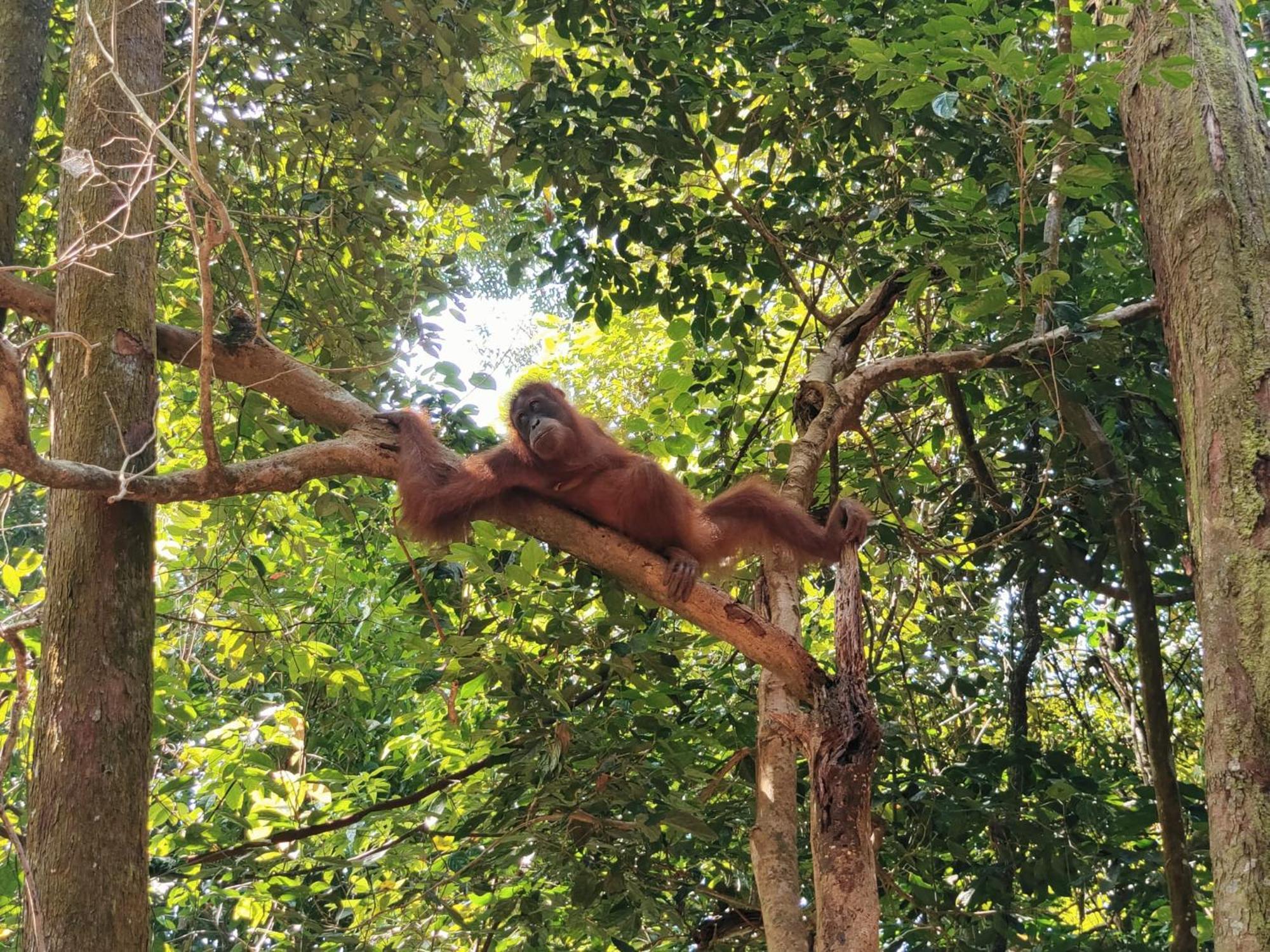 Asim Paris Guesthouse & Jungle Trekking Bukit Lawang Eksteriør billede