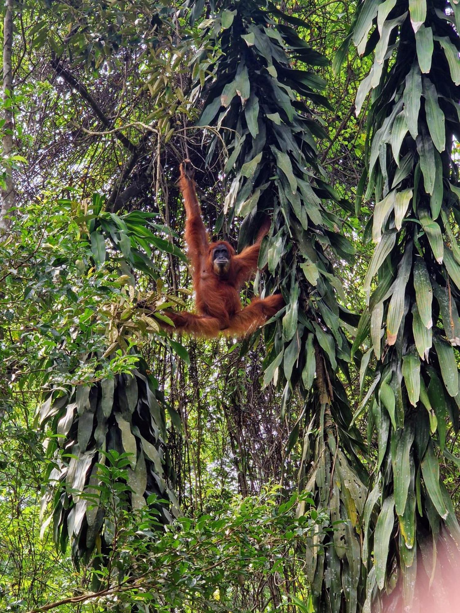 Asim Paris Guesthouse & Jungle Trekking Bukit Lawang Eksteriør billede